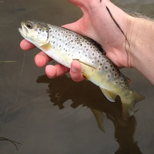 Brown Trout