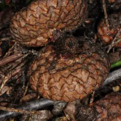 northern red oak thumbnail 4