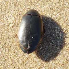 Vertical Diving Beetle thumbnail 3