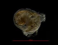 Pacific Half-slipper Snail thumbnail 4