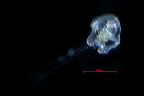 Owenia collaris