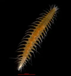 Bat star worm thumbnail 2