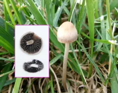 Turf Mottlegill thumbnail 2