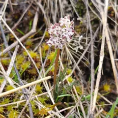 Gorman's Biscuitroot thumbnail 3