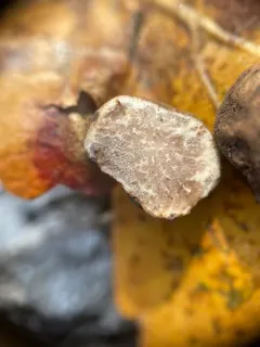 Tuber lauryi thumbnail 2