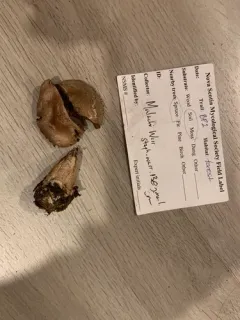 Cortinarius malachius thumbnail 4