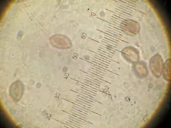 Else's Cort thumbnail 2