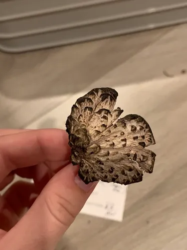Sarcodon lanuginosus