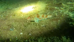Red Goatfish thumbnail 4