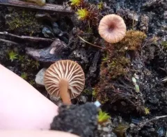 cinnamon navel thumbnail 3