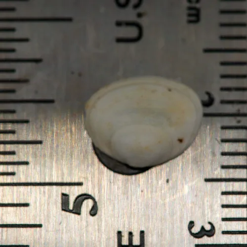 Striated Fingernailclam