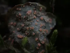 Illosporium carneum thumbnail 3