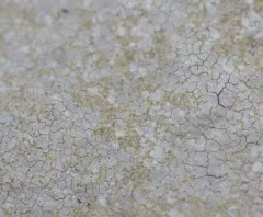 Trapelia placodioides thumbnail 2