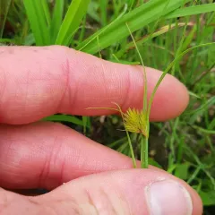 many-headed sedge thumbnail 4
