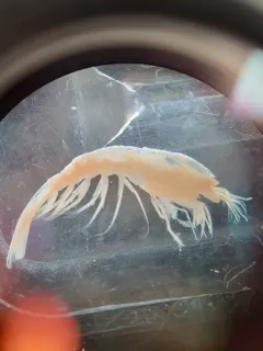 Northern Ambereye Shrimp thumbnail 1
