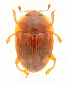 Strawberry Sap Beetle thumbnail 3