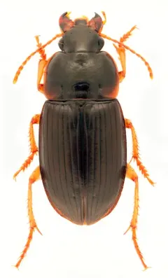 Harpalus plenalis thumbnail 2