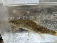 Gravel Chub thumbnail 2