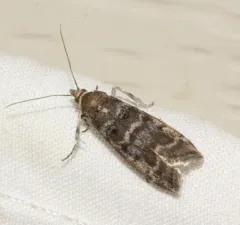 Striped Birch Pyralid Moth thumbnail 3