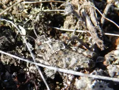 Xanthippus brooksi thumbnail 2