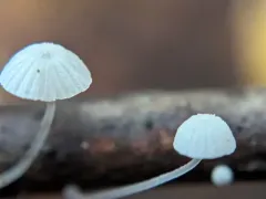 frosty bonnet thumbnail 4