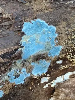 Byssocorticium atrovirens thumbnail 2
