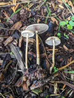 Hypholoma tuberosum thumbnail 2