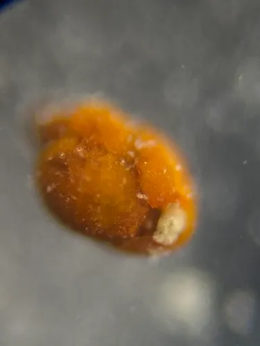 Goesella flintii