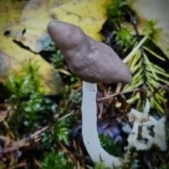 Elastic Saddle thumbnail 4