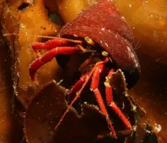 Maroon Hermit Crab thumbnail 4