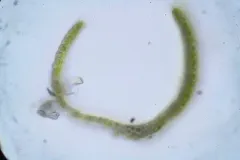 Starke's Fork-moss thumbnail 3