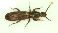 Clinidium calcaratum thumbnail 2