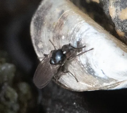Opacifrons maculifrons