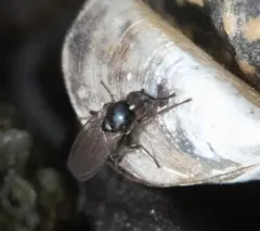 Opacifrons maculifrons thumbnail 1
