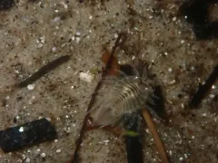 Surf Sandmole thumbnail 3