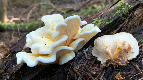 Hygrophoropsis pallida