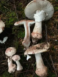 Blushing Bride Amanita thumbnail 3