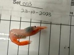 Bythocaris payeri thumbnail 2