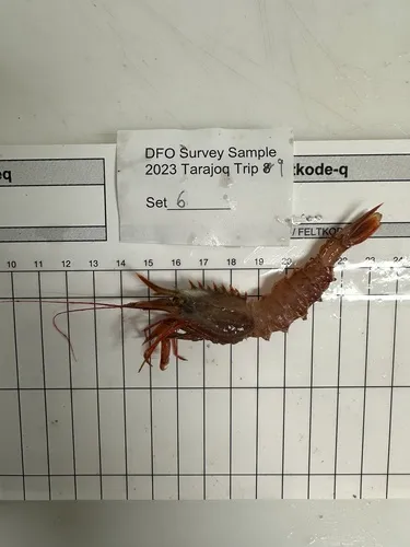Sabinea hystrix