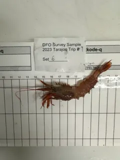 Sabinea hystrix thumbnail 1