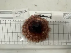 Atolla Jelly thumbnail 4