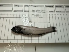 MacDonald's Lanternfish thumbnail 2