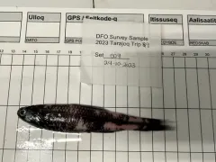 Kroyer's Lanternfish thumbnail 2