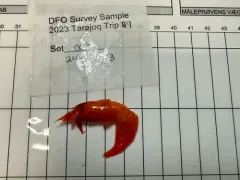 Northern Ambereye Shrimp thumbnail 2