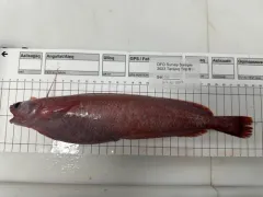 Arctic Threebeard Rockling thumbnail 2