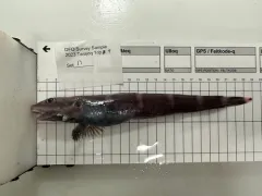 Doubleline Eelpout thumbnail 3