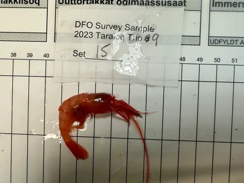 Bythocaris biruli