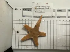 Bathybiaster vexillifer thumbnail 2