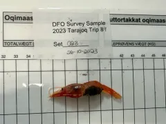 Polar Lebbeid Shrimp thumbnail 3