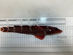 Lütken's eelpout thumbnail 2